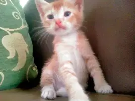 lepas adopt kucing persia domestik