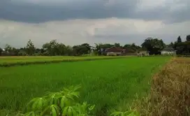 Sawah Strategis Belakang SMAN 2 Demak