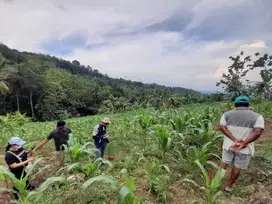 Tanah perkebunan di Semarang