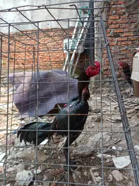 Ayam bangkok Mangon pama birma Tipe pukul Lari