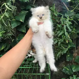 kitten himalaya flatnose