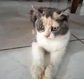 OPEN ADOPS KUCING KALIKO PERSIAN