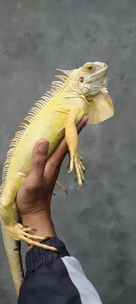 Iguana albino josh