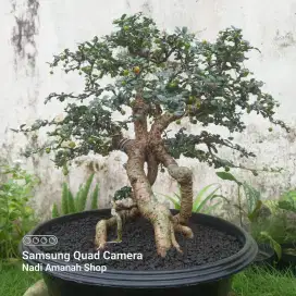 Bonsai Hokianti Mikro Berbuah Lebat Siap Pajang