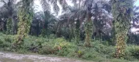 Dijual kebun sawit