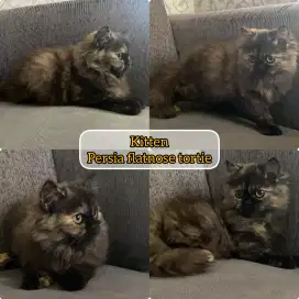 Kitten Persia Flatnose Tortie, Murmee Bagus