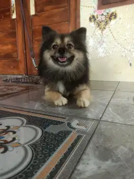 Minipom jantan lucu