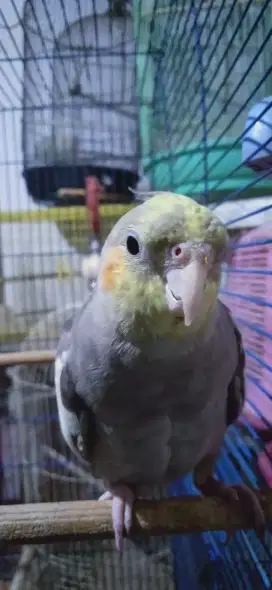 Falk Cockatiel Parkit Australia