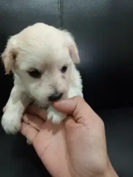 Anjing pendek, mix poodle dan pom,banyak bulunya