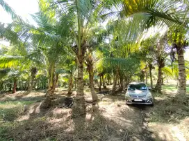 Tanah Untuk Perkebunan, Peternakan, Tambak, Kaplingan