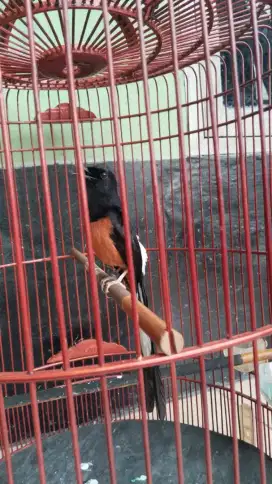 Burung murai medan