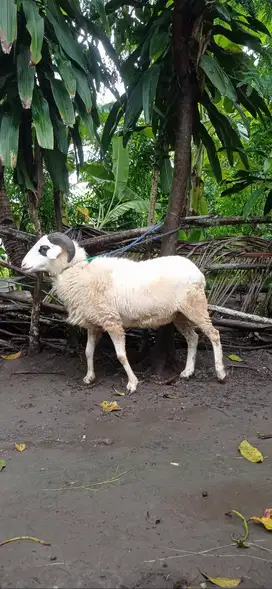 Domba/ Kambing Jantan Gemuk