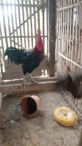 AYAM PELUNG TINGGI 50 CM UP ++