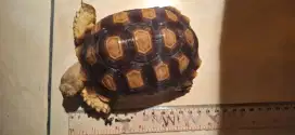 KURA- KURA SULCATA 13-14cm