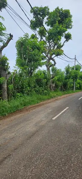 Di kontrakan tanah dekat savaya pecatu kuta selatan badung bali