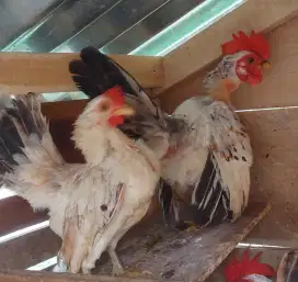 Ayam serama murah