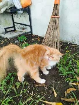 Peaknose Oyen LongHair