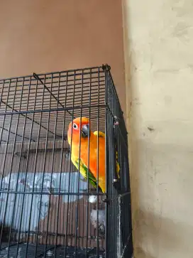 Burung Sun Conure