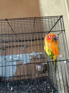 Burung Sun Conure