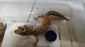 Dijual leopard gecko male