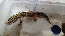 Dijual leopard gecko male