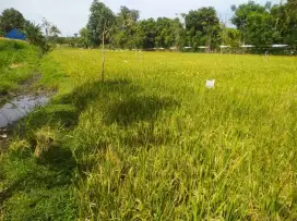 Tanah sawah di jual