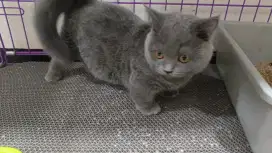 kucing british shorthair