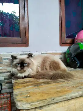 Kucing Himalaya jantan