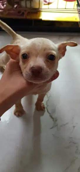 Jual Anak Anjing Puppy Sepasang Mix Breed Chihuahua Sehat 1 Bulan Aman