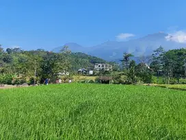 Tanah Sawah Di Jual