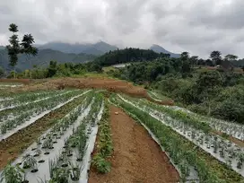 JUAL LAHAN KEBUN BERBATASAN PERHUTANI UNTUK WISATA