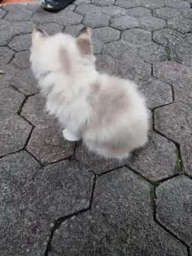 Kucing ragdoll Persia anggora cantik