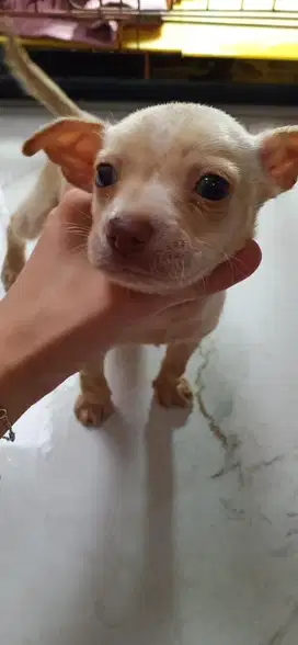 Jual Anak Anjing Puppy Jantan Mix Chihuahua 1 Bulan Sehat Jinak Aktif