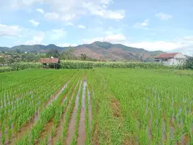 Dijual tanah sawah dengan air yang normal dekat jalan raya