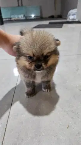 DIJUAL PUPPY MIX MINIPOM DAN PEKING