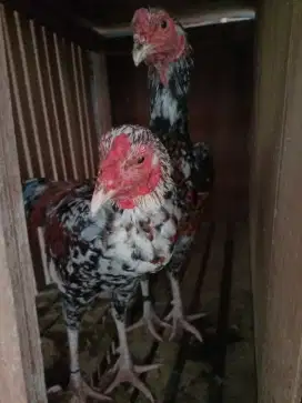 dijual ayam kampung