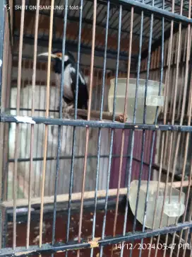 Burung jalak suren gacor