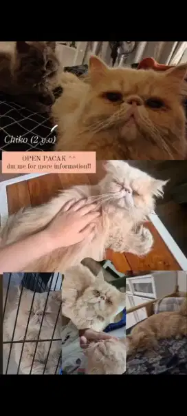 Jasa Pacak Pejantan Tangguh Tabby Peaknose