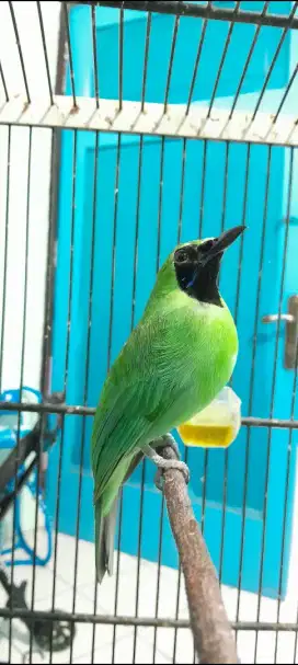 Burung daun hijau