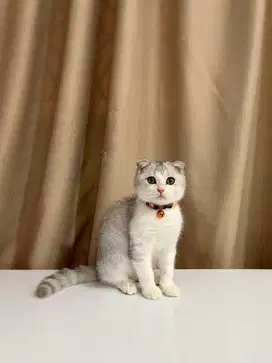 Kucing Scottish Fold Silver MALE SF BSH