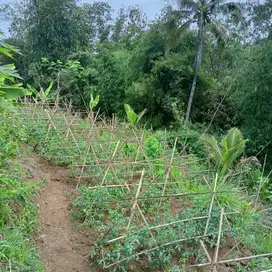 DIJUAL TANAH PRODUKTIF LENGKAP DENGAN KOLAM DAN KANDANG SUKABUMI