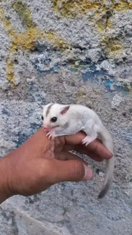 sugar glider anakan