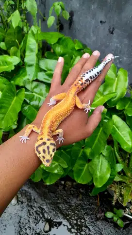 Gecko Jantan indukan data lengkap