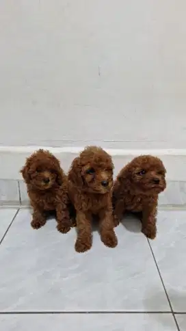 Di jual anak anjing per ekor puppy red toy puddle female (betina)