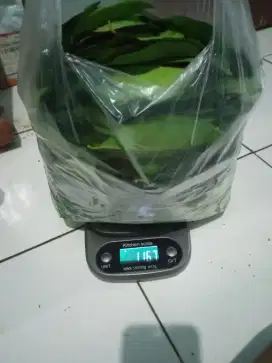 Daun salam segar