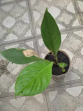 TANAMAN ANTHURIUM JEMANI SIZE REMAJA DAUN TEBAL ( BACA KETERANGAN )