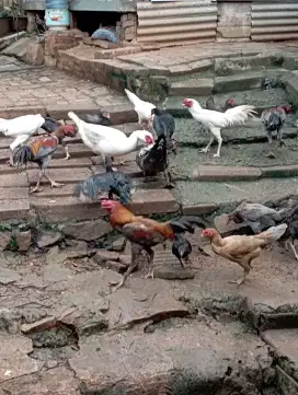 Ayam jantan 7 ekor