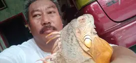 Super red iguana jinak total