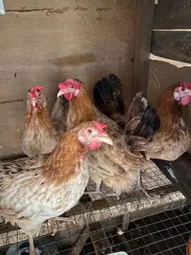 Dijual ayam elba