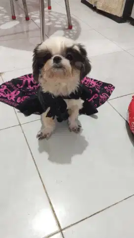 Shihtzu Betina Vaksin